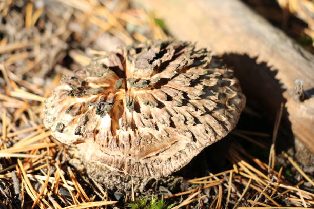 istock mushrooms in autumn forest in bright sunlight 860089760