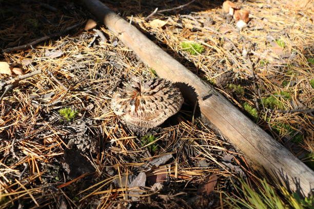 istock mushrooms in autumn forest in bright sunlight 860089766