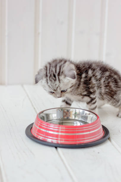 istock Young gray kitten drinks water from kitten bowl. 860090624