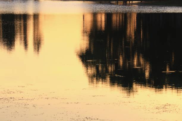 istock reflection river and shadow tree in water  beautiful  sunset nature 860093344