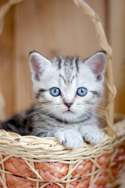 istock Adorable little kitten sitting in a wicker basket. 860093752