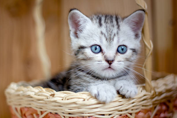 istock Adorable little kitten sitting in a wicker basket. 860093846