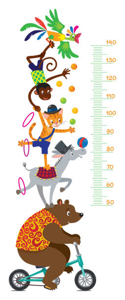 Funny circus animals. Meter wall or height chart Funny circus animals. Bear on bicycle, donkey, cat, monkey and parrot. Height chart or meter wall sticker. Childrens vector illustration with scale from 50 to 140 centimeter. boy height measure stock illustrations