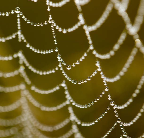 istock drops of dew on a spider web as a background 860094008