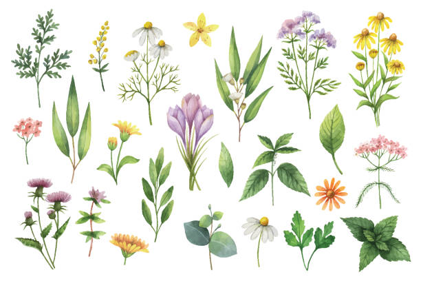 istock Hand drawn vector watercolor set of herbs and spices. 860094076