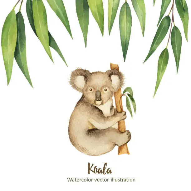 Vector illustration of Watercolor vector green floral card with eucalyptus leaves and Koala isolated on white background.