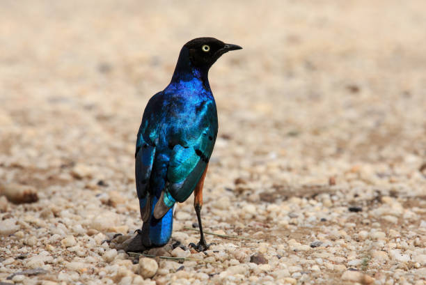 istock Superb starling - Lamprotornis superbus 860096674