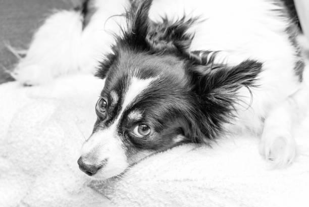 istock Adult black-and-white dog 860096824