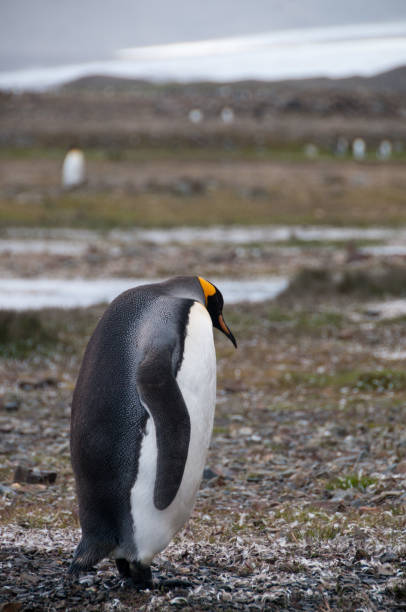 istock King Penguins at Fortuna Bay 860104186