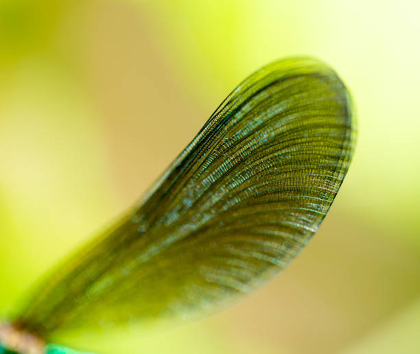 istock wings of a dragonfly in nature 860104278