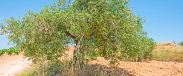 istock Olive tree in a field in sunlight in summer 860104804