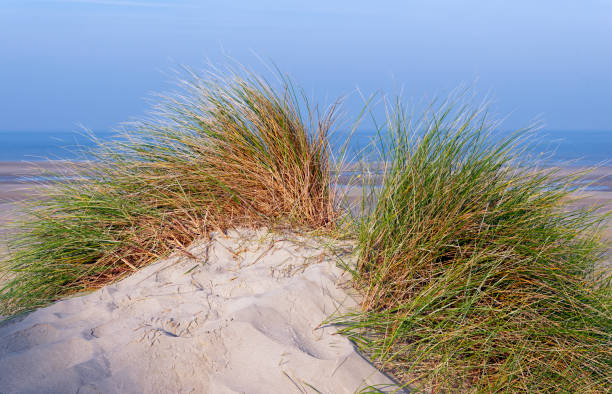 istock Sand dunes of Fort Mahon 860106134