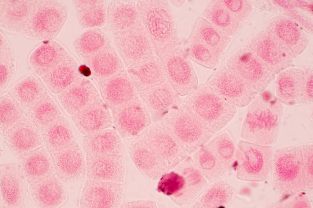 istock Mitosis cell in Root tip of Onion under a microscope. 860112388