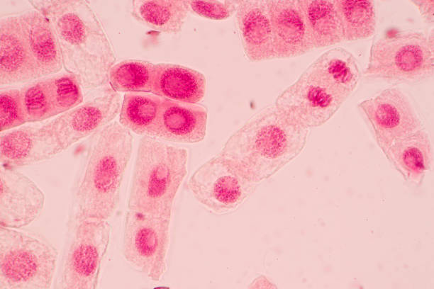 istock Mitosis cell in Root tip of Onion under a microscope. 860112786
