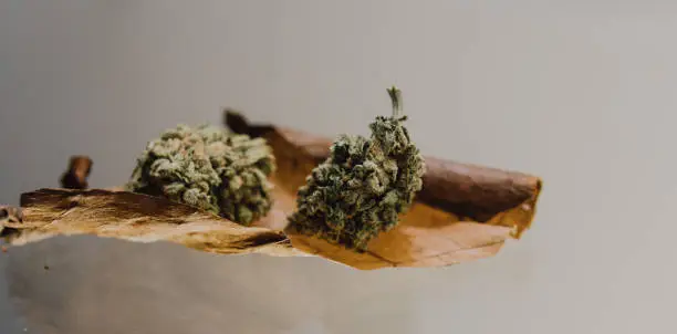 Photo of weed blunt close-up.
two buds of marijuana lying on a cigarette sheet