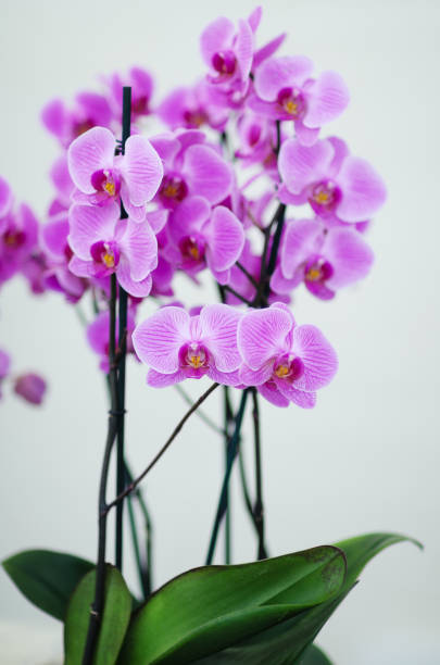 istock Bright Pink Orchid Plants White Background 860119736