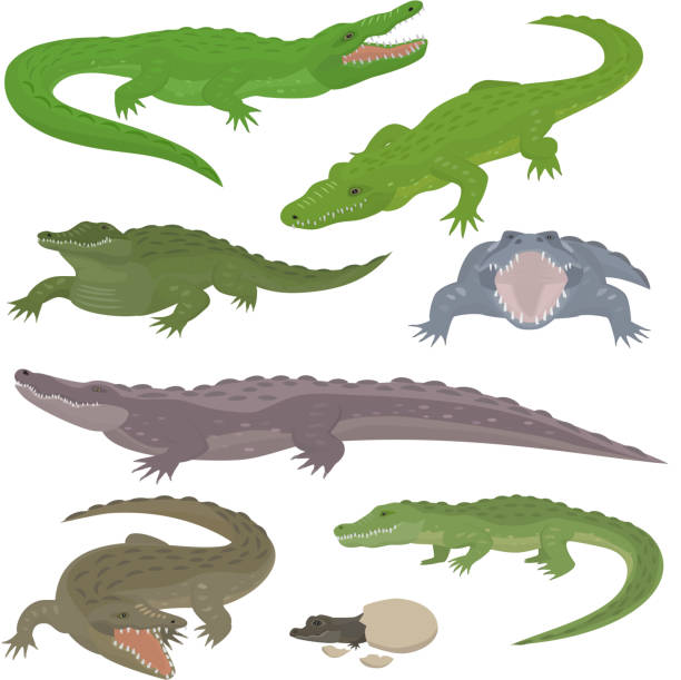 illustrations, cliparts, dessins animés et icônes de vert crocodile et alligator reptile fauves vector style de bande dessinée illustration collection - alligator