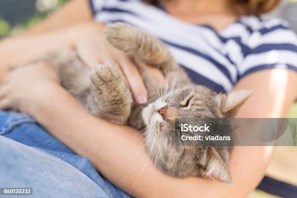 Photo libre de droit de Joie Dêtre Câliné banque d'images et plus d'images libres de droit de Chat domestique - Chat domestique, Propriétaire d'animal de compagnie, S'enlacer