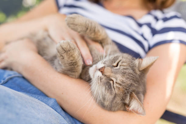 Joy of being cuddled Top view of a furry tabby cat lying on its owner's lap, enjoying being cuddled and purring. weak cat stock pictures, royalty-free photos & images