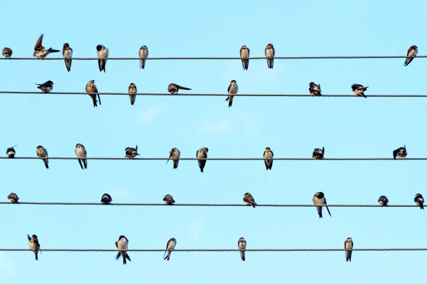 istock Musical notes performed by birds on the wires 860121676
