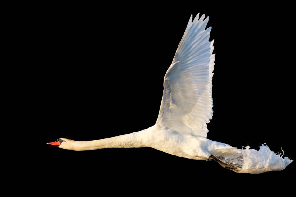 istock swan flies with splashes of water isolated on black 860121934