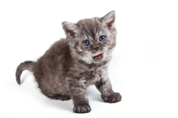 istock Fluffy striped kitten licked and yawns (isolated on white) 860124990