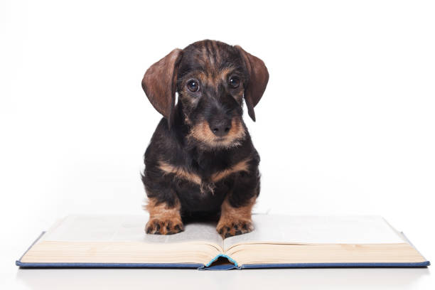 istock Puppy dog dachshund reading a book (isolated on white) 860125592