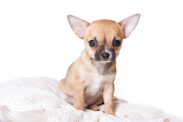 istock Chihuahua puppy is sitting on a pillow (isolated on white) 860125668
