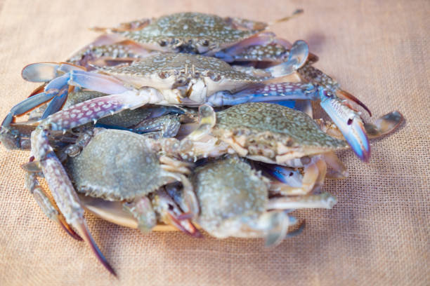Blue swimming crab or flower crab on dish ready to cook