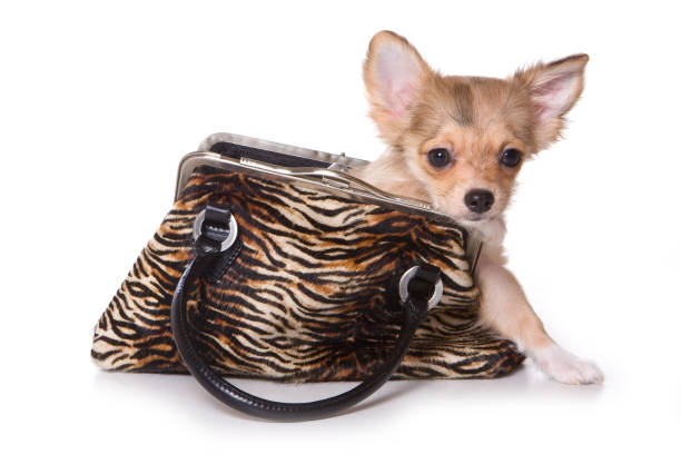 istock Chihuahua puppy inside in a bag (isolated on white) 860126256