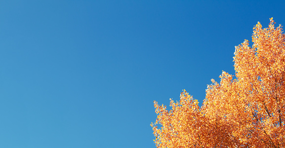 yellow autumn foliage on a background of blue sky