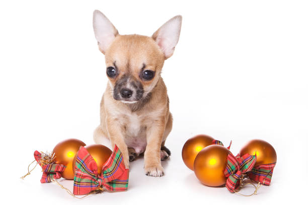 Chihuahua puppy and fur-tree toys for the new year (isolated on white) stock photo