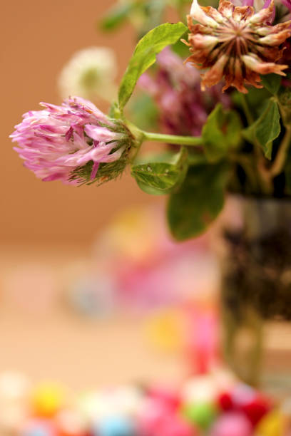 istock Pink clover in the vase 860130088