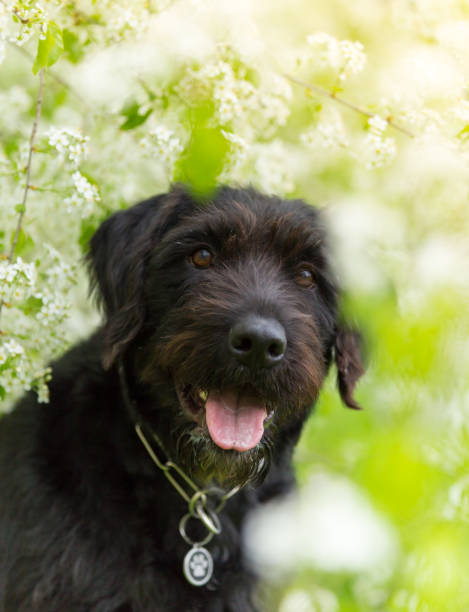 Beautiful black dog posing at spring tree in blossom Beautiful black dog posing at spring tree in blossom, close-up. huge black dog stock pictures, royalty-free photos & images