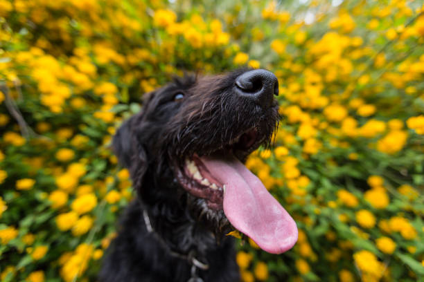istock Beautiful black dog posing at yellow bush in blossom 860133564