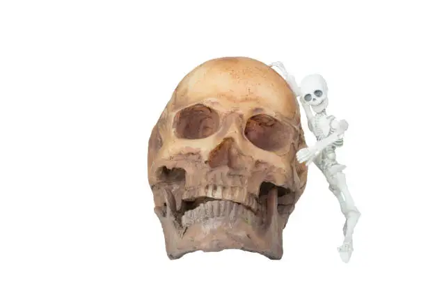Photo of Halloween concept : Plastic human skeleton model leaning against skull model isolated on white background