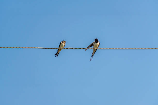 istock swallows sitting on wires against blue sky in a sunny day 860136794