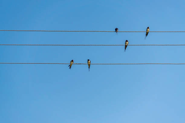 istock swallows sitting on wires against blue sky in a sunny day 860136840