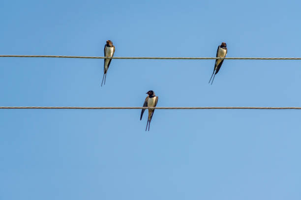 istock swallows sitting on wires against blue sky in a sunny day 860136896