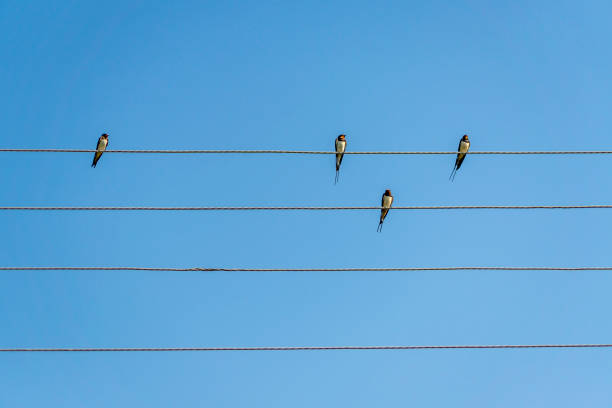 istock swallows sitting on wires against blue sky in a sunny day 860136930