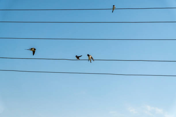 istock swallows sitting on wires against blue sky in a sunny day 860137012