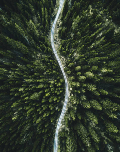 vista aérea del bosque en norteamérica del árbol de confirous - forest footpath nature tree fotografías e imágenes de stock