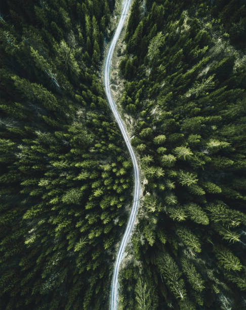 confirous の木の森林北アメリカの空撮 - アメリカ太平洋岸北西部 ストックフォトと画像