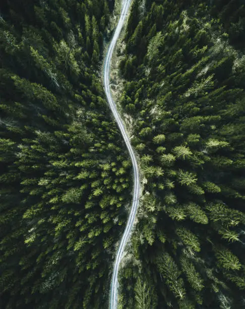 Photo of confirous tree forest aerial view in north america