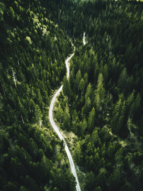 istock confirous tree forest aerial view in north america 860137840
