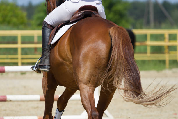 istock Jockey riding horse 860138092