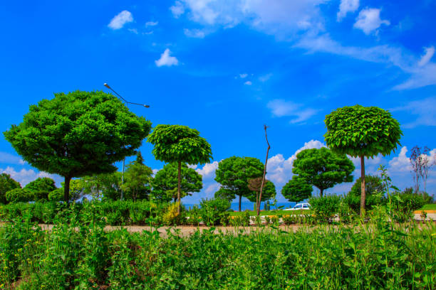 Trees and lawn on a bright summer day