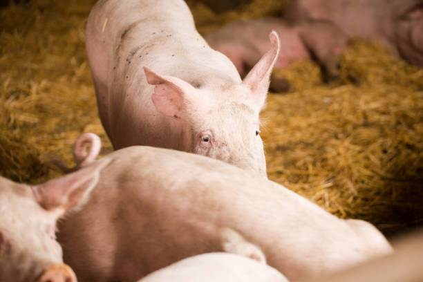 istock Pigs in a pigsty on a farm. 860141874