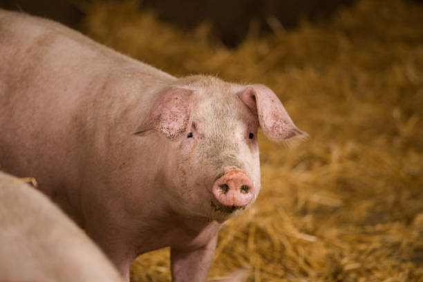 istock Pigs in a pigsty on a farm. 860141882