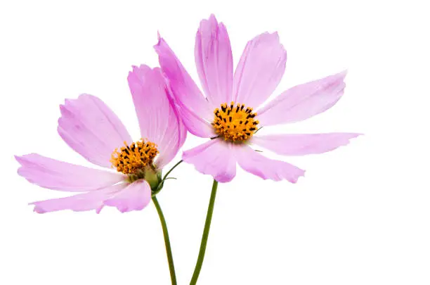 Pink cosmea on a white background